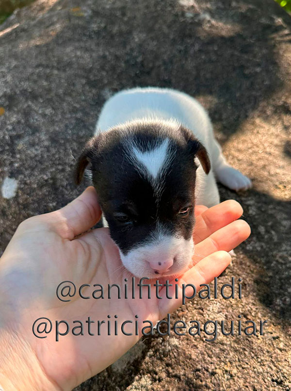 Macho Jack Russell Terrier tricolor Canil Fittipaldi